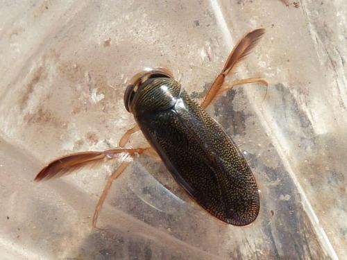 Corixa punctata